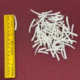 Dentalium Shells 1.5 to 1.75 inches