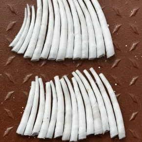 Dentalium SeaShells image