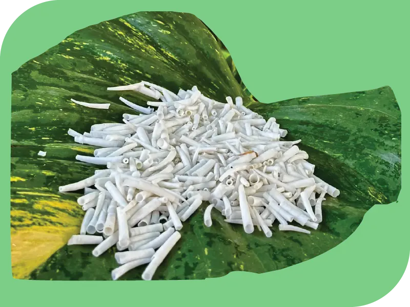 Dentalium-home image