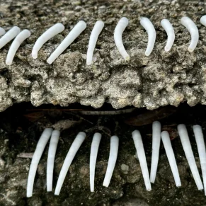Natural dentalium shells sorted for eco-friendly jewelry making