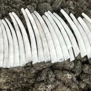 A collection of natural white Dentalium tusk shells, showcasing their hollow, curved, tube-like structure against a dark gravel background.