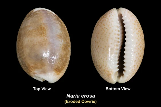 Eroded Cowrie