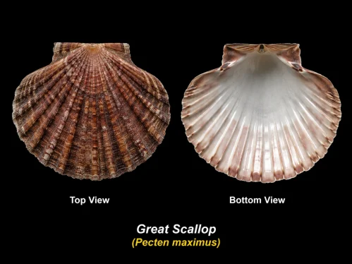 Great Scallop