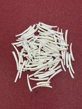 dentalium shells image 3