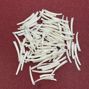 dentalium shells image 3