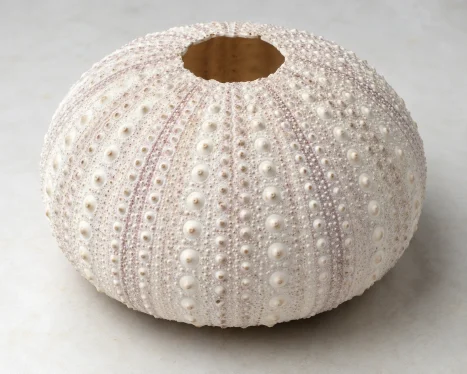 urchin shell
